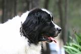 LANDSEER 574